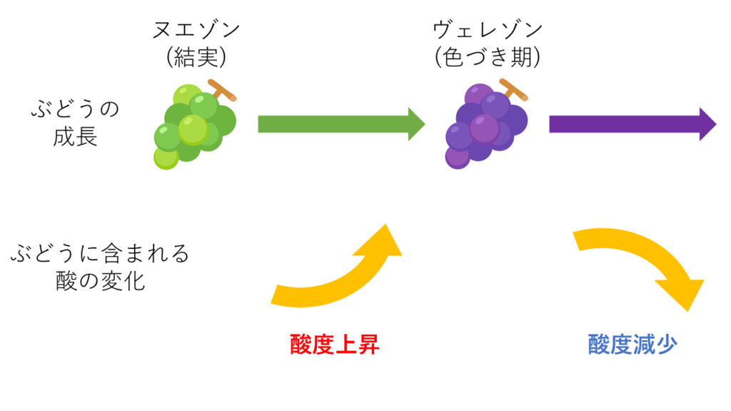 ぶどうの成長と酸の変化