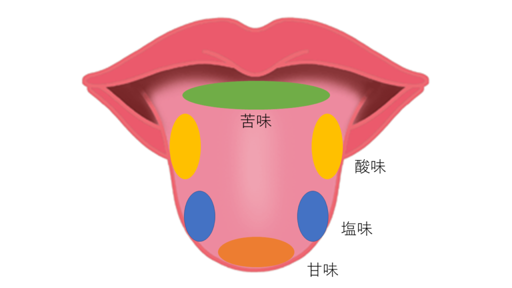 味覚分布図(誤り)