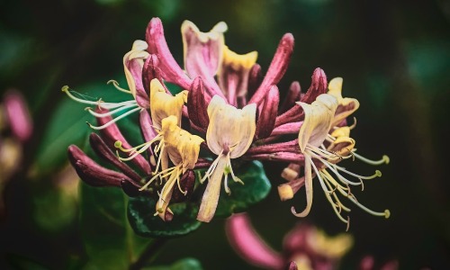 honeysuckle